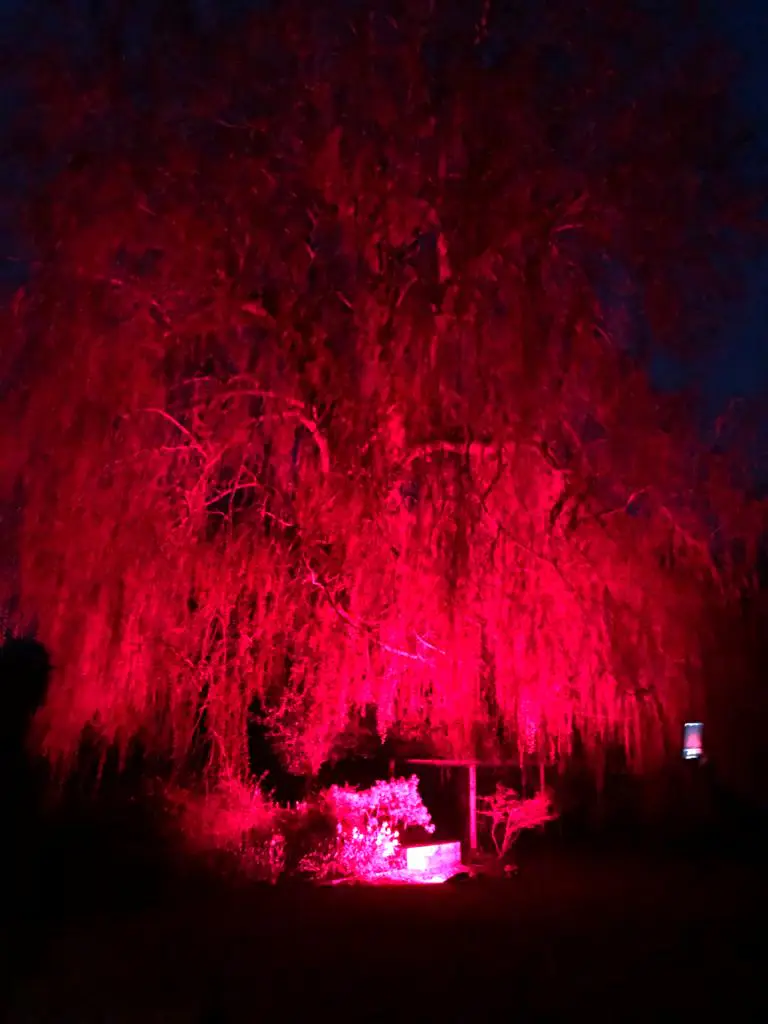 Dramatic Crimson Tree Canopy Architectural Illumination